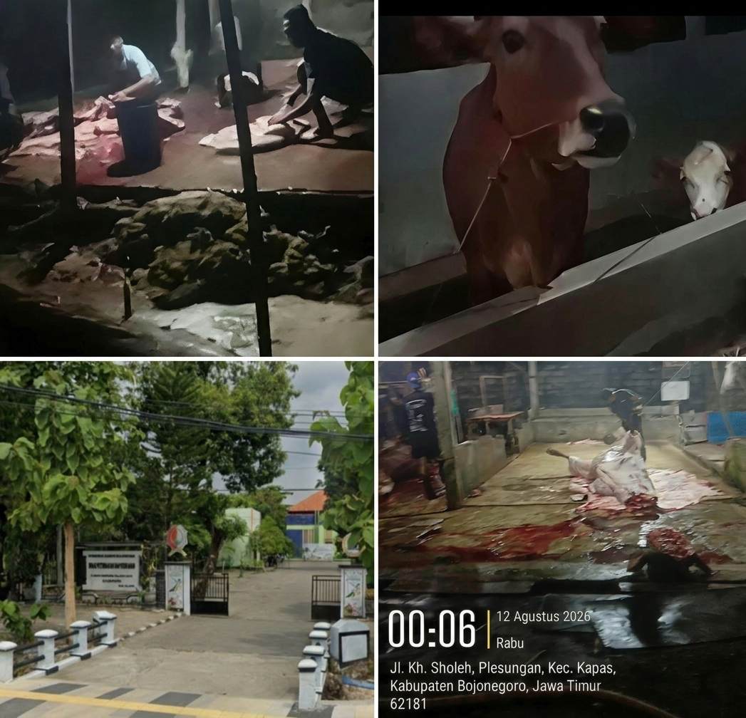 Dugaan Penggelonggongan Sapi Liar Bojonegoro Memicu Sorotan Publik Luas